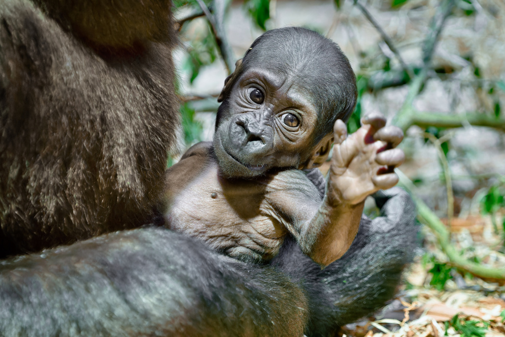 Jane Goodall v Zoo Praha pokřtila gorilí mládě i nový český překlad své knihy