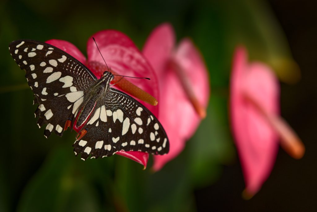 Botanická zahrada hl. m. Prahy