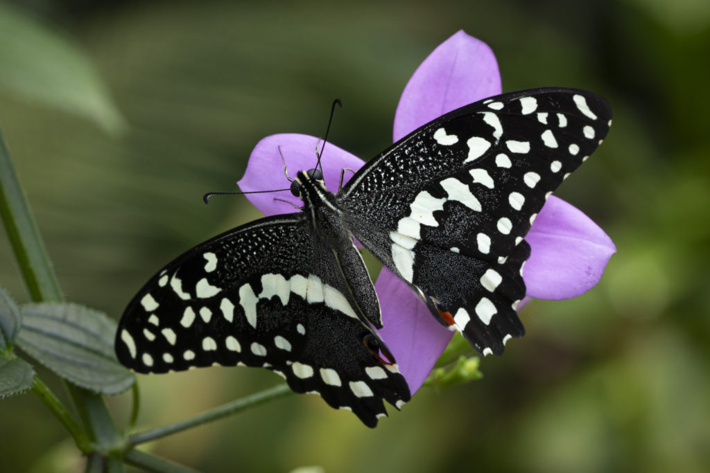 Botanická zahrada hl. m. Prahy