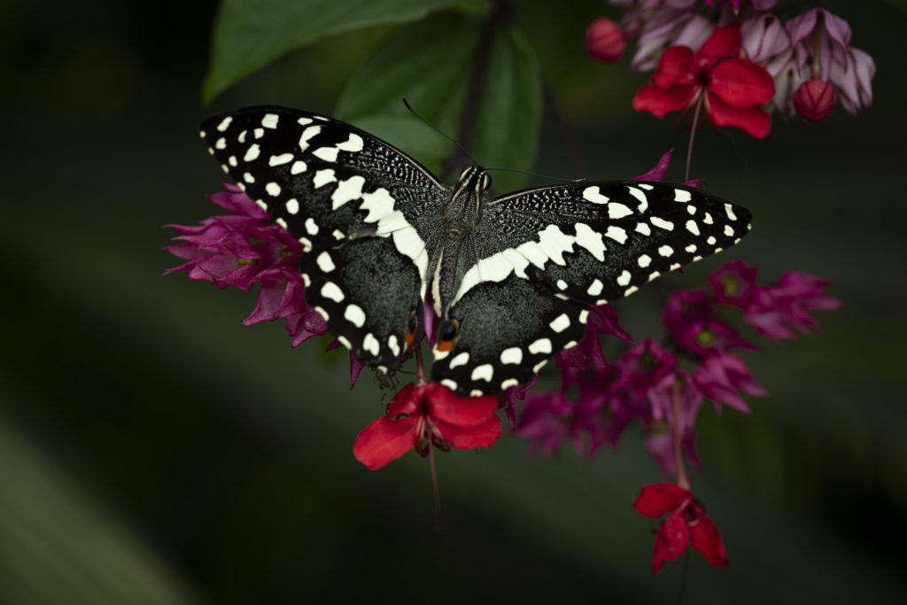 Botanická zahrada hl. m. Prahy