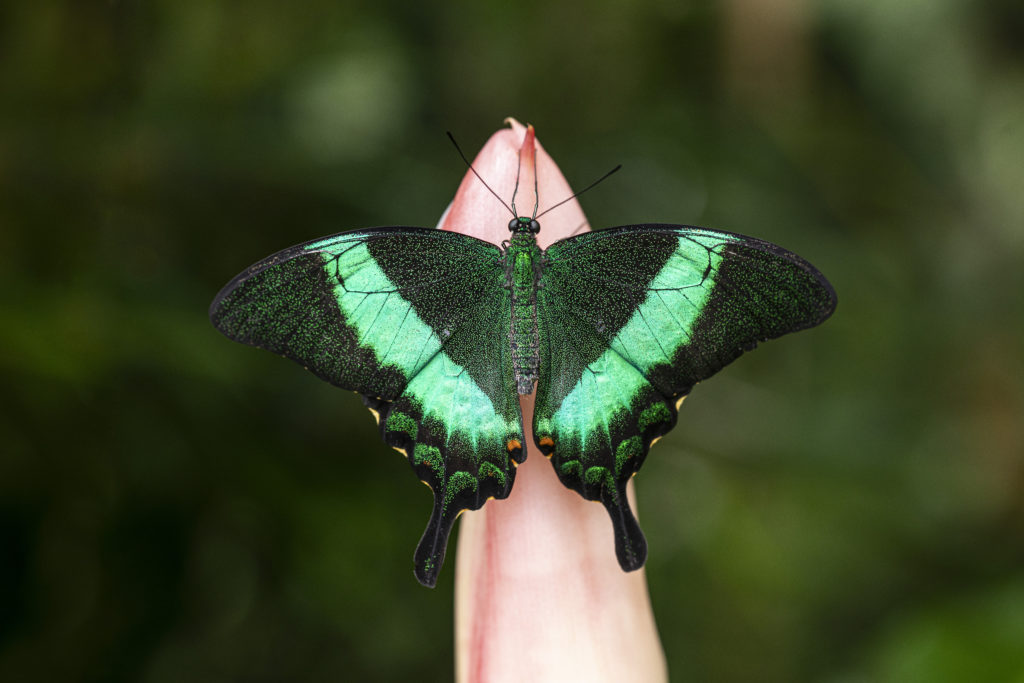 Botanická zahrada hl. m. Prahy